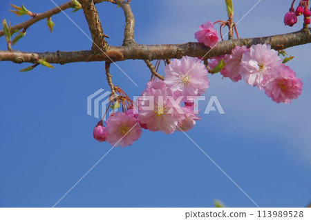 粉色的雙櫻花,映襯在藍天下 粉色的雙櫻花,映襯在藍天下 113989528
