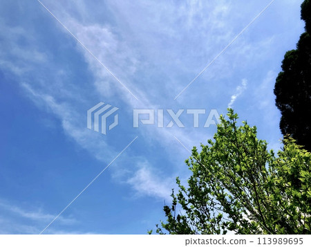 藍天白雲 113989695