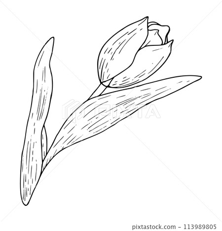 Tulip flower vector illustration. Curved leaves bulb head black outline graphic drawing. Botanical wedding ink line contour silhouette outline. Natural spring summer holiday garden. Pink white bloom 113989805