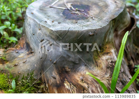 Baby slugs swarming on a stump 113989835