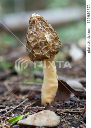 Amigasadake 113989871