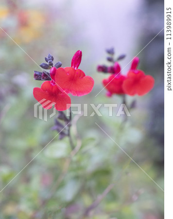 Salvia microphylla in garden Salvia microphylla in garden 113989915