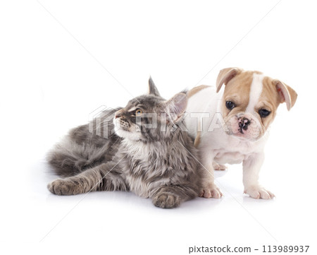 maine coon kitten , parrot and french bulldog 113989937