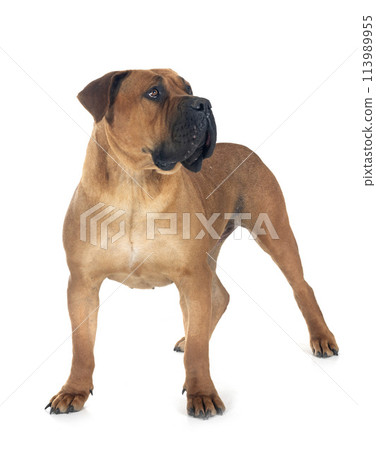 African boerboel in studio African boerboel in studio 113989955
