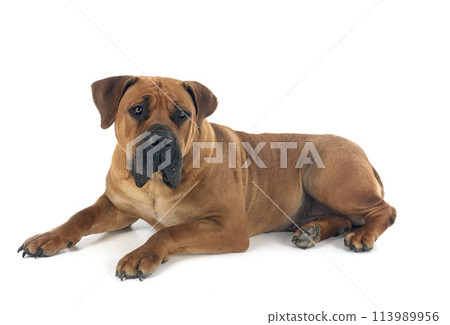 African boerboel in studio African boerboel in studio 113989956