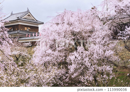 Cherry blossoms in full bloom at Ueda Castle Park Cherry blossoms in full bloom at Ueda Castle Park 113990036