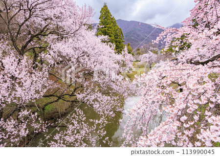 櫻花盛開的上田城跡公園 櫻花盛開的上田城跡公園 113990045