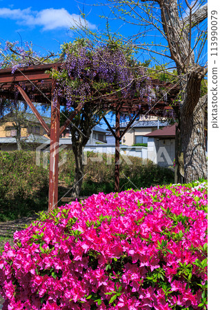 奈良市住宅區長廊上盛開的紫藤和杜鵑花，陽光明媚。 113990079