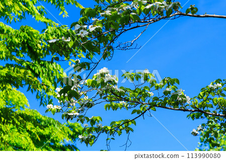 奈良市住宅區的白色山茱萸花在藍天和新鮮綠樹的襯托下綻放 113990080
