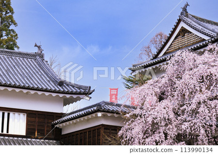 Cherry blossoms in full bloom at Ueda Castle Park 113990134