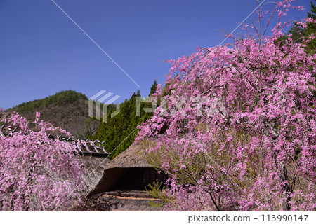 Saiko Iyashi no Satoneba in full bloom 113990147