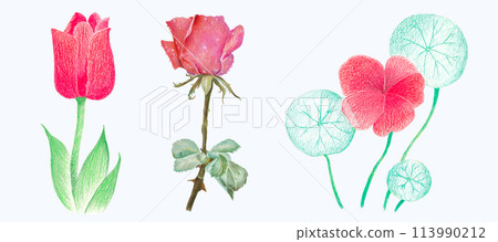 Hand-Drawn Blooming Flower - Spring Flower Illustration Hand-Drawn Blooming Flower - Spring Flower Illustration 113990212