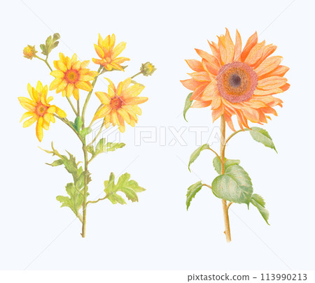 Hand-Drawn Blooming Flower - Spring Flower Illustration Hand-Drawn Blooming Flower - Spring Flower Illustration 113990213