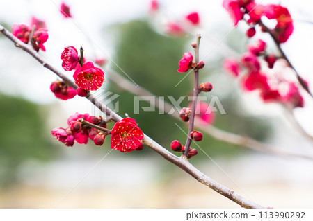 Red plum blossoms at Ikeda Castle Ruins Park in Shiroyama-cho, Ikeda City, Osaka Prefecture 113990292