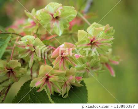 被雨淋濕的里櫻「行子」在四月開花 113990387
