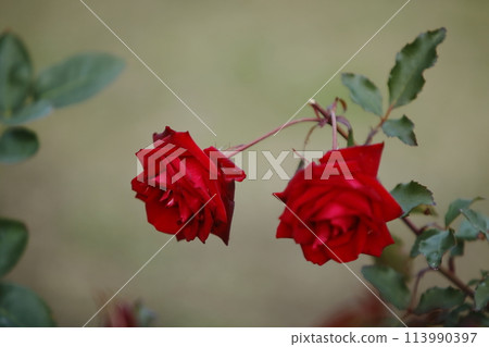 荒尾市少女公民花壇玫瑰花， 113990397