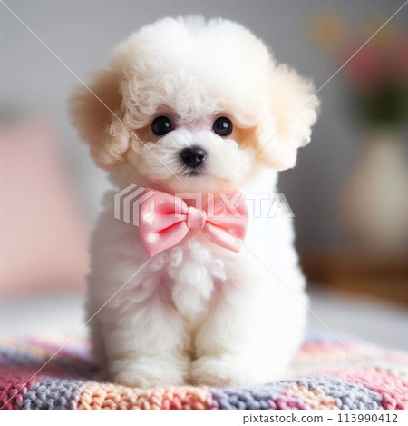 坐玩具貴賓犬 坐玩具貴賓犬 113990412