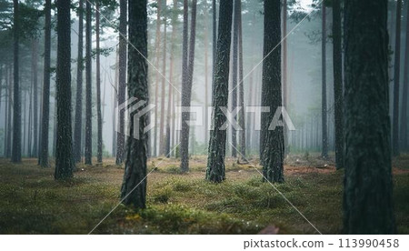 Rainy Forest Rainy Forest 113990458