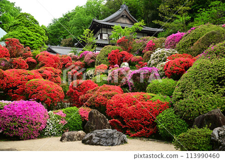 杜鵑花寺 - 川崎市東覺院 杜鵑花寺 - 川崎市東覺院 113990460