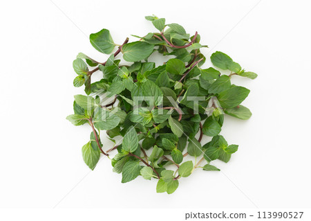 peppermint peppermint 113990527