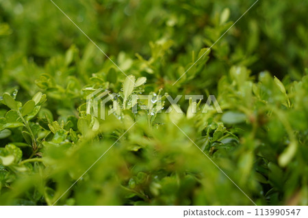 Green leaves with water drops after the rain, close-up. 113990547
