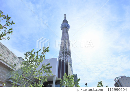 Tokyo Sky Tree and Fresh Green 113990604