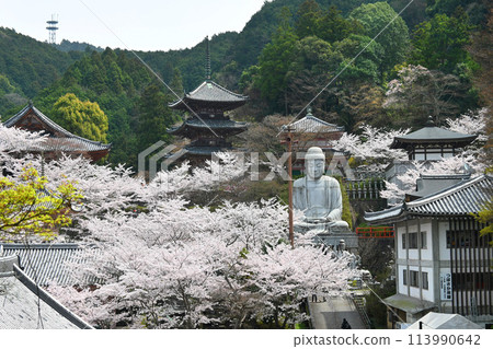 A famous cherry blossom viewing spot: Tsubosaka-dera Temple in Takatori-cho, Nara Prefecture 113990642