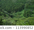 美麗的山景和新鮮的綠色植物 113990852