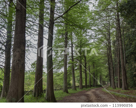 鮮綠的落葉松林‖ 113990856