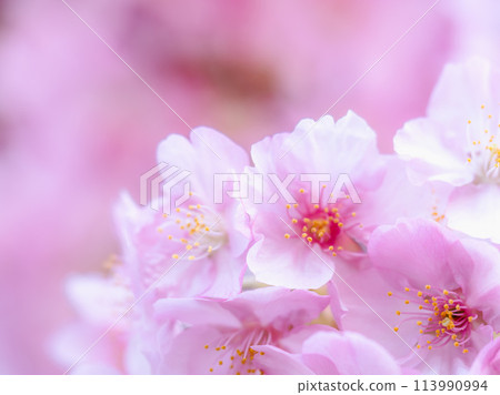 Kawazu cherry blossoms give a sense of spring 113990994