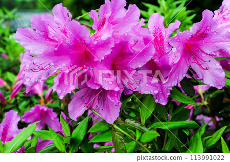 Azalea 113991022