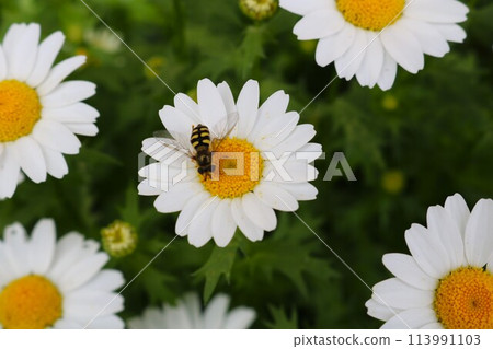 A bee resting on a white flower, North Pole A bee resting on a white flower, North Pole 113991103