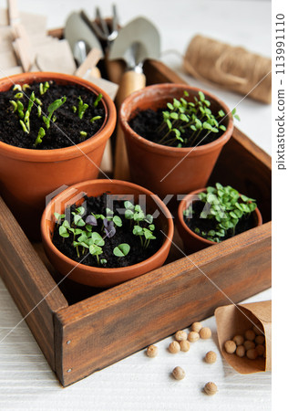 Pots with various vegetables seedlings. Pots with various vegetables seedlings. 113991110