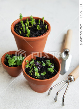 Pots with various vegetables seedlings. 113991111