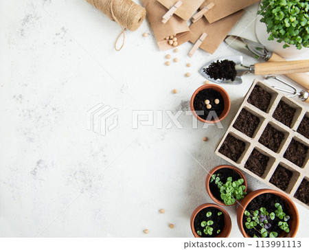 Pots with various vegetables seedlings. Pots with various vegetables seedlings. 113991113