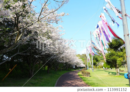 櫻花鯉魚旗的景色，寧靜的春日 113991152