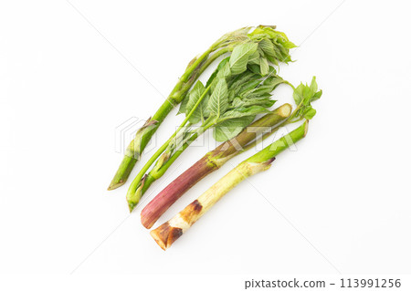 Wild vegetable Udo Wild vegetable Udo 113991256