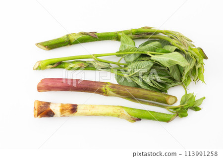 野菜烏龍麵 113991258