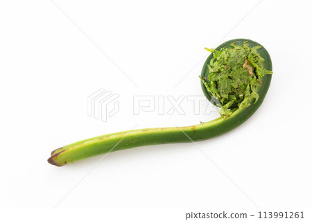 Garlic of wild vegetables Garlic of wild vegetables 113991261