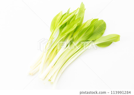 Wild vegetable Urui Wild vegetable Urui 113991284