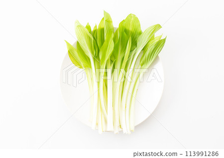 野菜的水分 野菜的水分 113991286