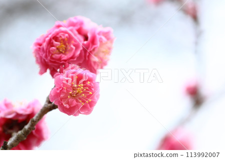 Close-up of a double-flowered red plum blossom [Sky background] [Full bloom] 113992007