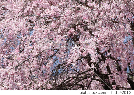 Double red weeping cherry tree in full bloom Double red weeping cherry tree in full bloom 113992010