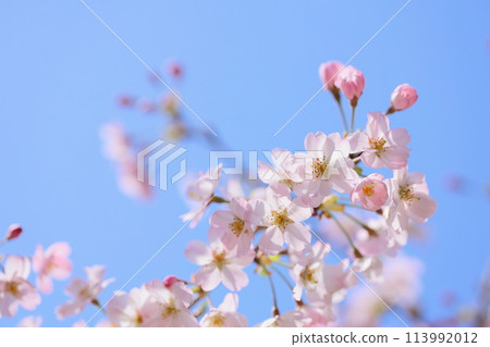 Pale pink Omoigawa cherry blossoms shining against the blue sky [Blue sky background] [Close-up] 113992012