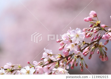A close-up of the Omoigawa cherry blossoms starting to bloom 113992015