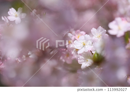 A close-up of pale pink Omoigawa cherry blossoms A close-up of pale pink Omoigawa cherry blossoms 113992027