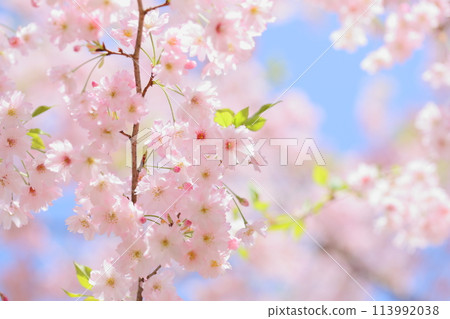 重瓣淡粉紅色櫻花【藍天背景】【特寫】 113992038