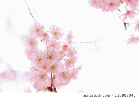 Pale pink double-flowered cherry blossoms [White background] [Close-up] 113992045