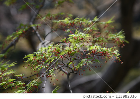 從增形山看到的春天的景色 從增形山看到的春天的景色 113992336