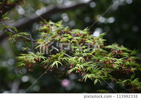 從增形山看到的春天的景色 從增形山看到的春天的景色 113992338